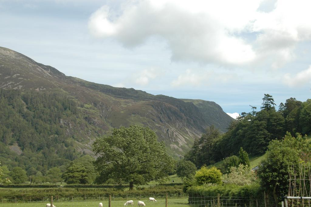 Dolffanog Fawr Tal-y-llyn (Gwynedd, Wales)